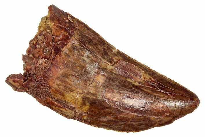 Bargain, Carcharodontosaurus Tooth - Real Dinosaur Tooth #341125
